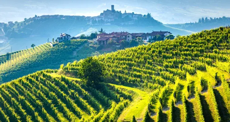 Barolo